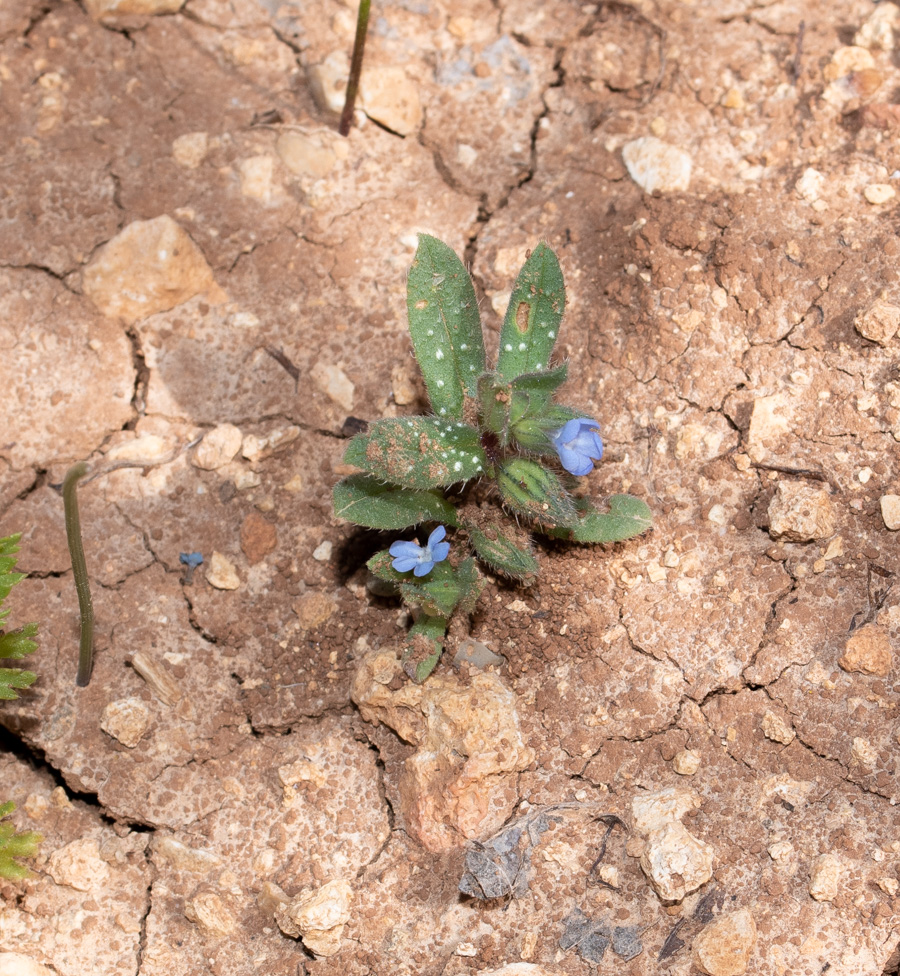 Image of Melanortocarya obtusifolia specimen.