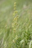 Silene chersonensis