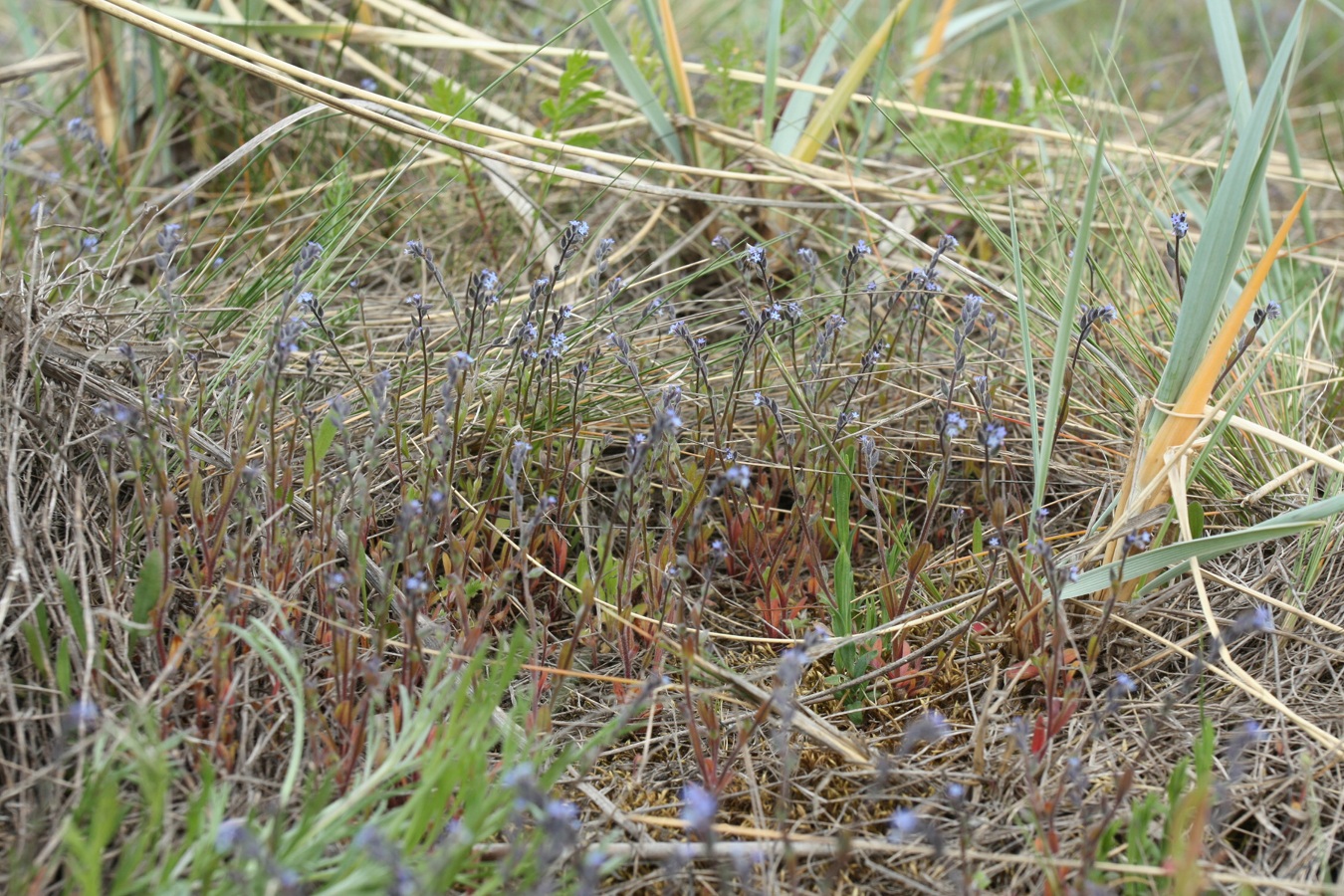 Изображение особи Myosotis micrantha.