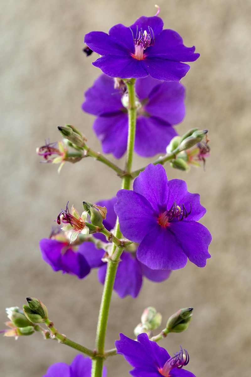 Изображение особи Tibouchina urvilleana.