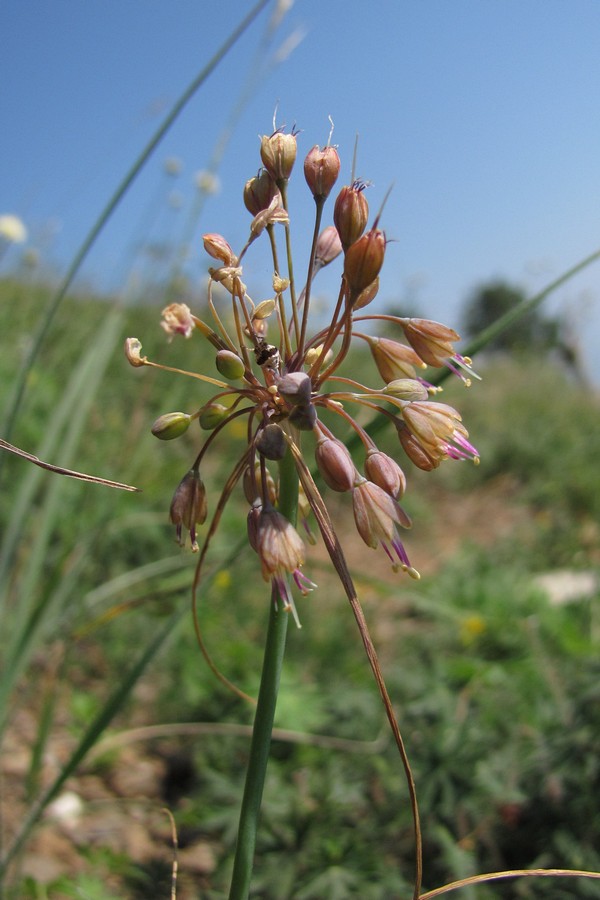 Изображение особи Allium paczoskianum.