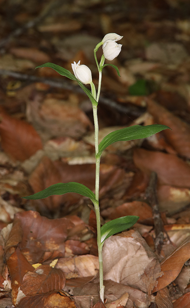 Изображение особи Cephalanthera damasonium.