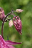 Aquilegia vulgaris. Верхушка соцветия с бутонами (культивар). Ленинградская обл., Гатчинский р-н, окр. пос. Пудость, заброшенный травертиновый карьер, сухой луг, обочина грунтовой дороги. 11.06.2022.