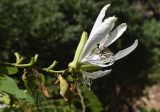 Bauhinia forficata. Верхушка побега с цветком. Испания, автономное сообщество Каталония, провинция Жирона, комарка Баш-Эмпорда, муниципалитет Палафружель, ботанический сад \"Кап-Роч\". 21.08.2022.