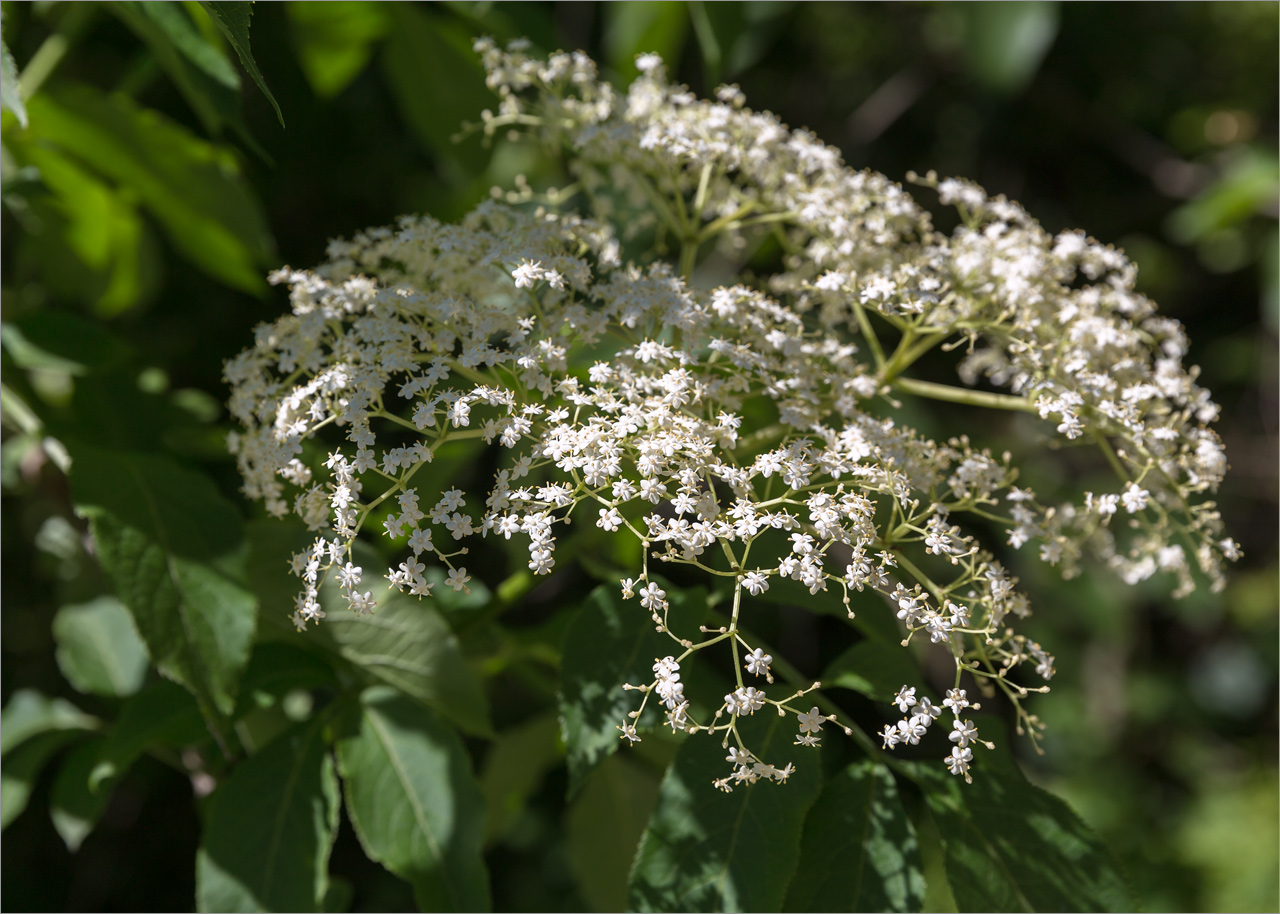 Изображение особи Sambucus nigra.