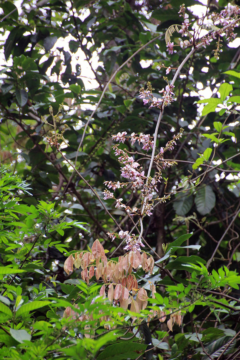 Изображение особи семейство Fabaceae.
