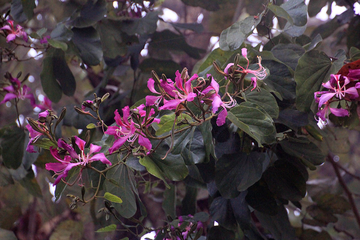 Image of genus Bauhinia specimen.