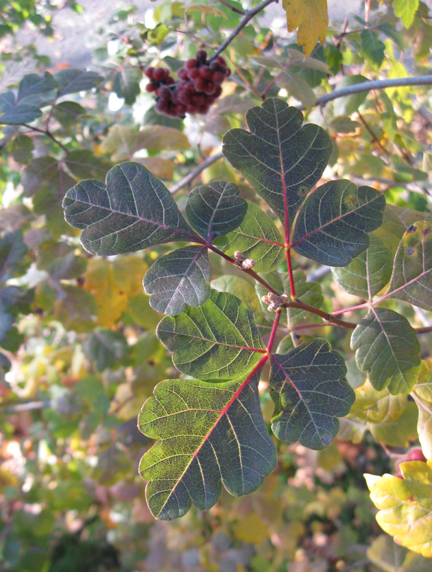 Image of Rhus trilobata specimen.