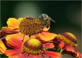 Helenium autumnale