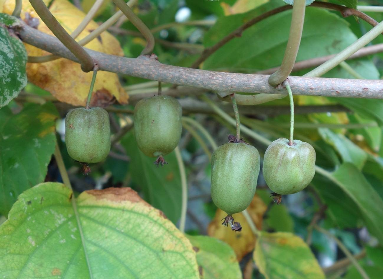 Изображение особи Actinidia kolomikta.