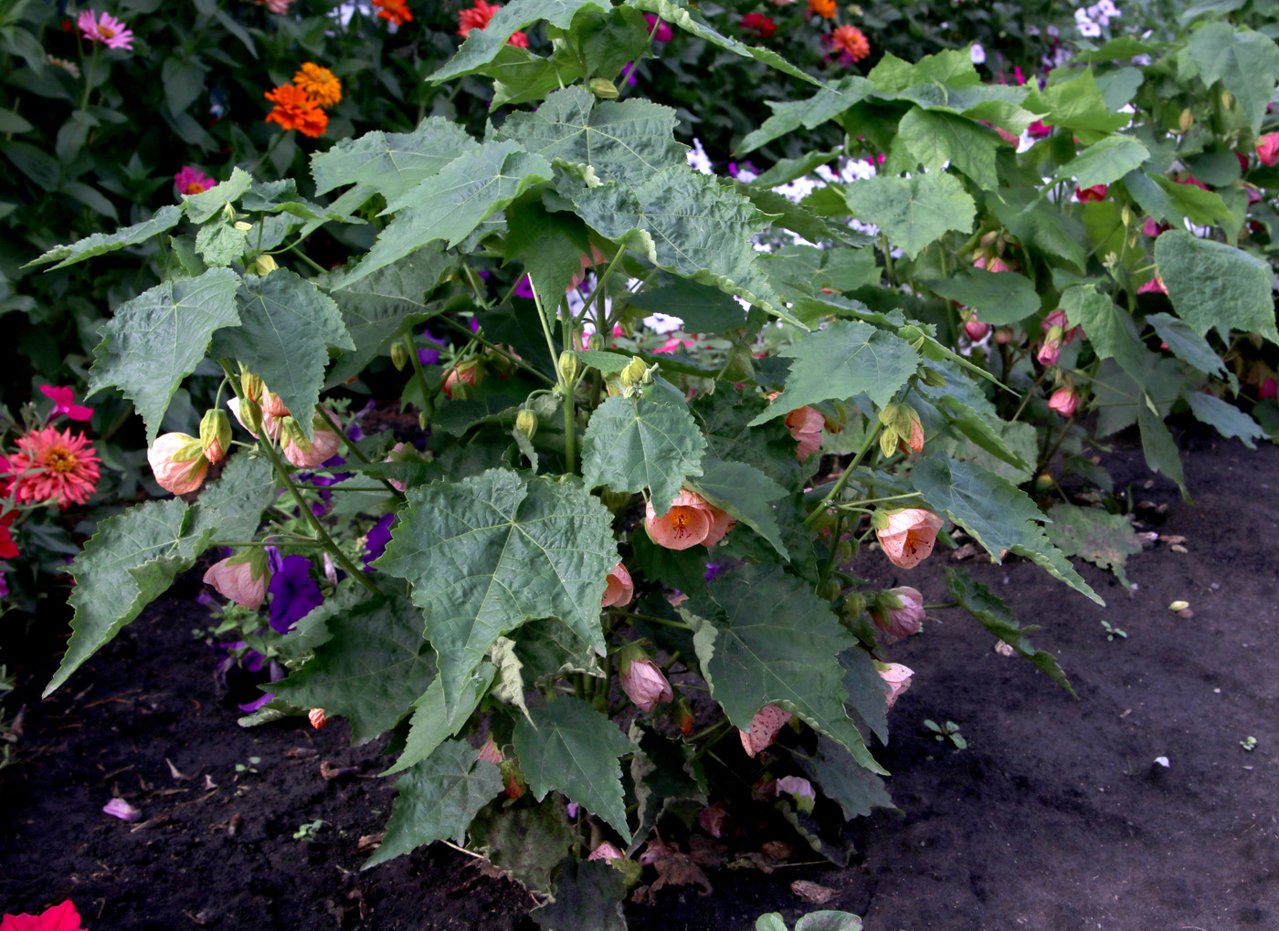 Image of Abutilon &times; hybridum specimen.