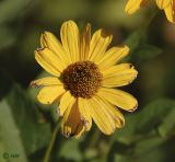 Helianthus tuberosus