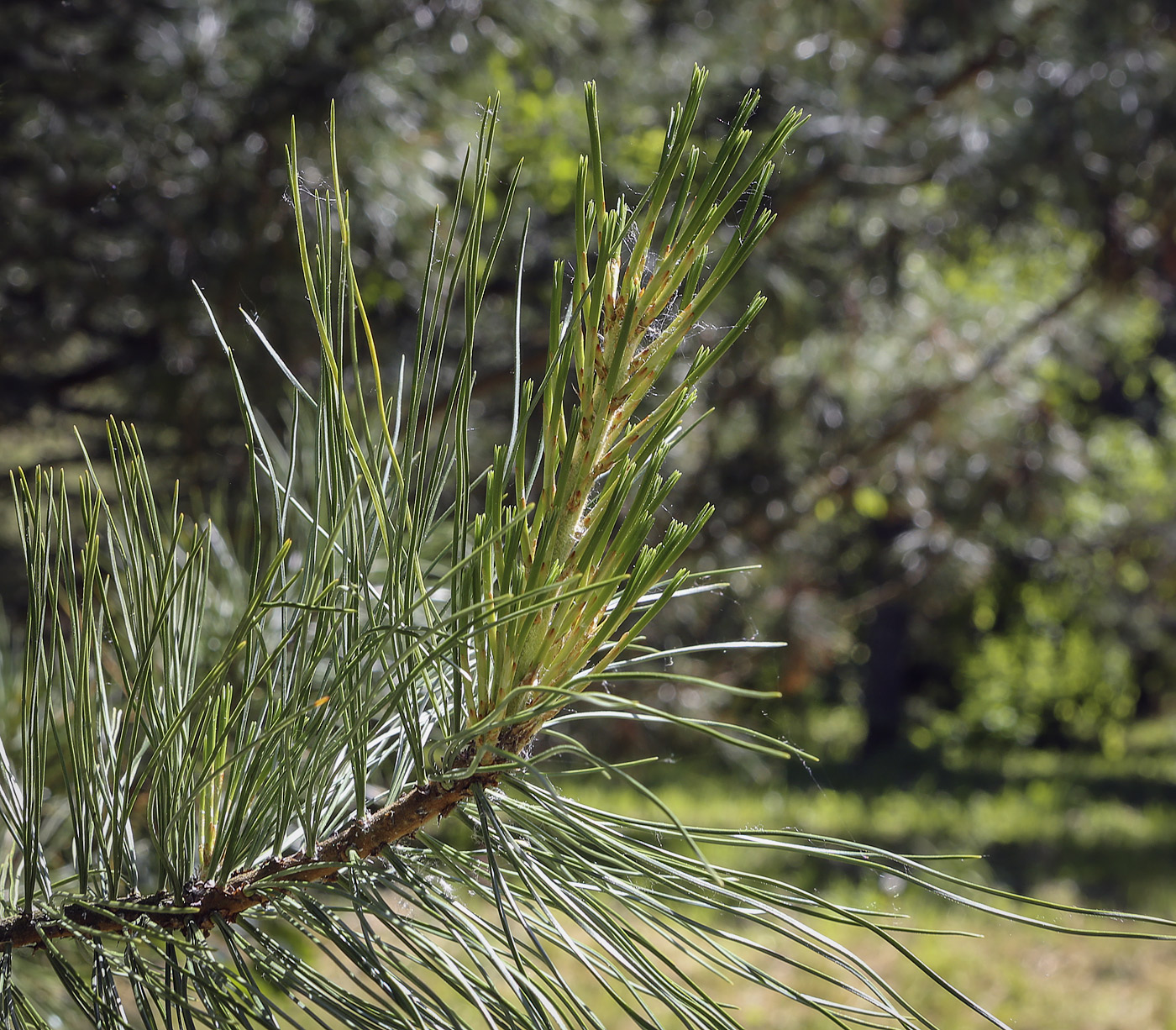 Изображение особи Pinus koraiensis.