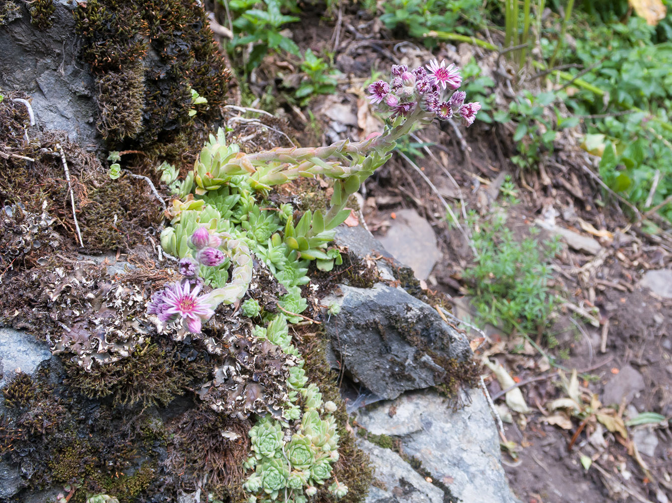 Изображение особи Sempervivum pumilum.