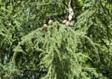 genus Cedrus