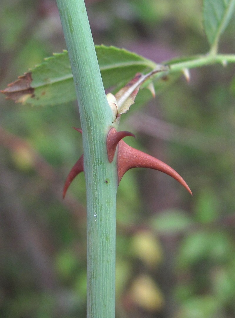 Image of genus Rosa specimen.