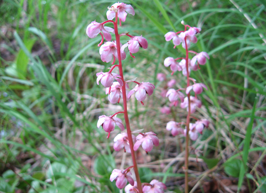 Image of Pyrola incarnata specimen.