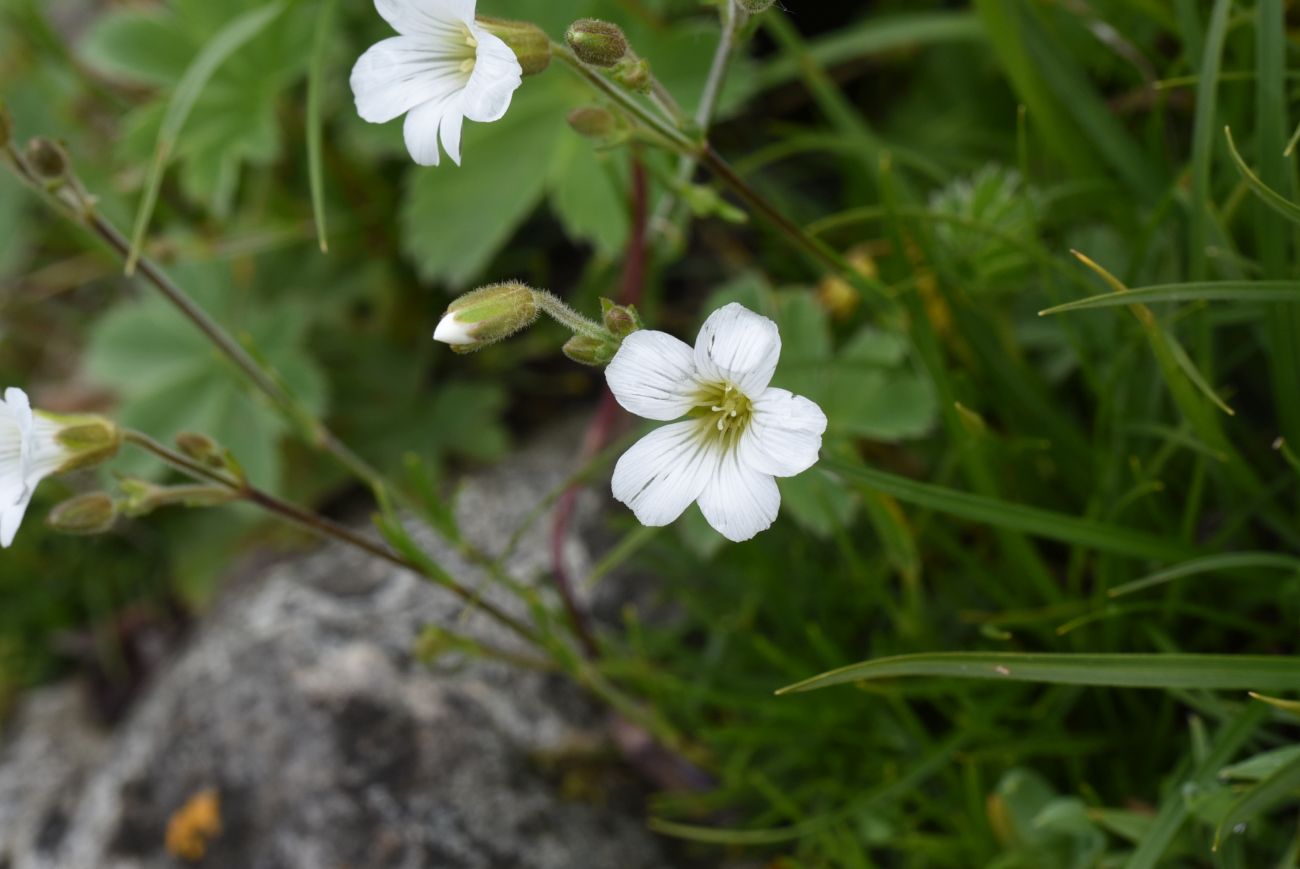 Image of Minuartia circassica specimen.