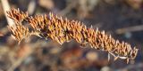 Buddleja davidii. Соплодие. Ростовская обл., г. Таганрог, в Городском парке. 18.01.2023.