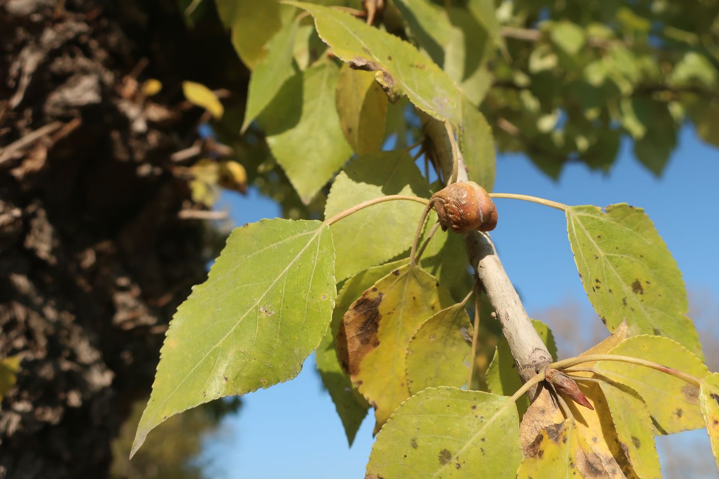 Image of Populus × berolinensis specimen.