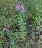 Symphyotrichum novae-angliae