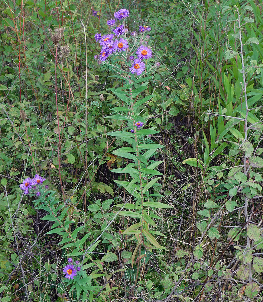 Изображение особи Symphyotrichum novae-angliae.