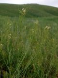 род Sisymbrium