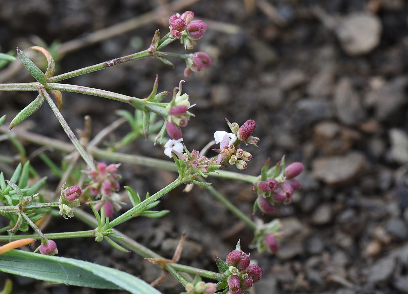 Изображение особи Asperula cristata.