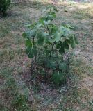 Ficus carica. Молодое растение. Болгария, Бургасская обл., село Оризаре, в культуре. 13.09.2021.