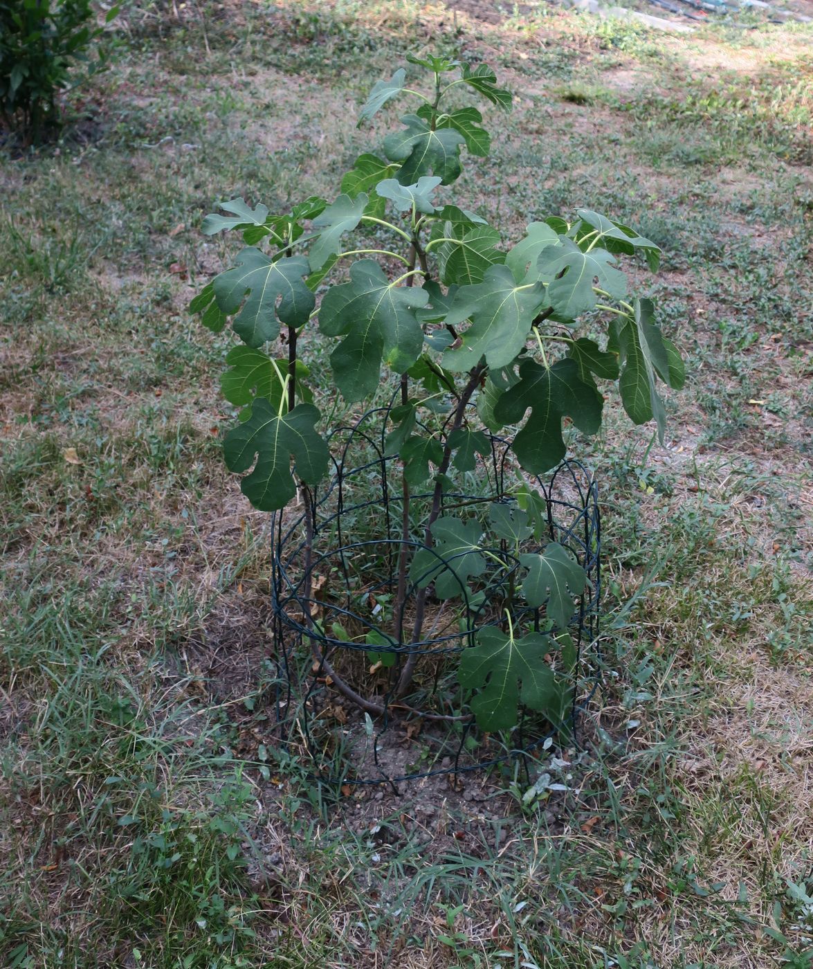 Image of Ficus carica specimen.