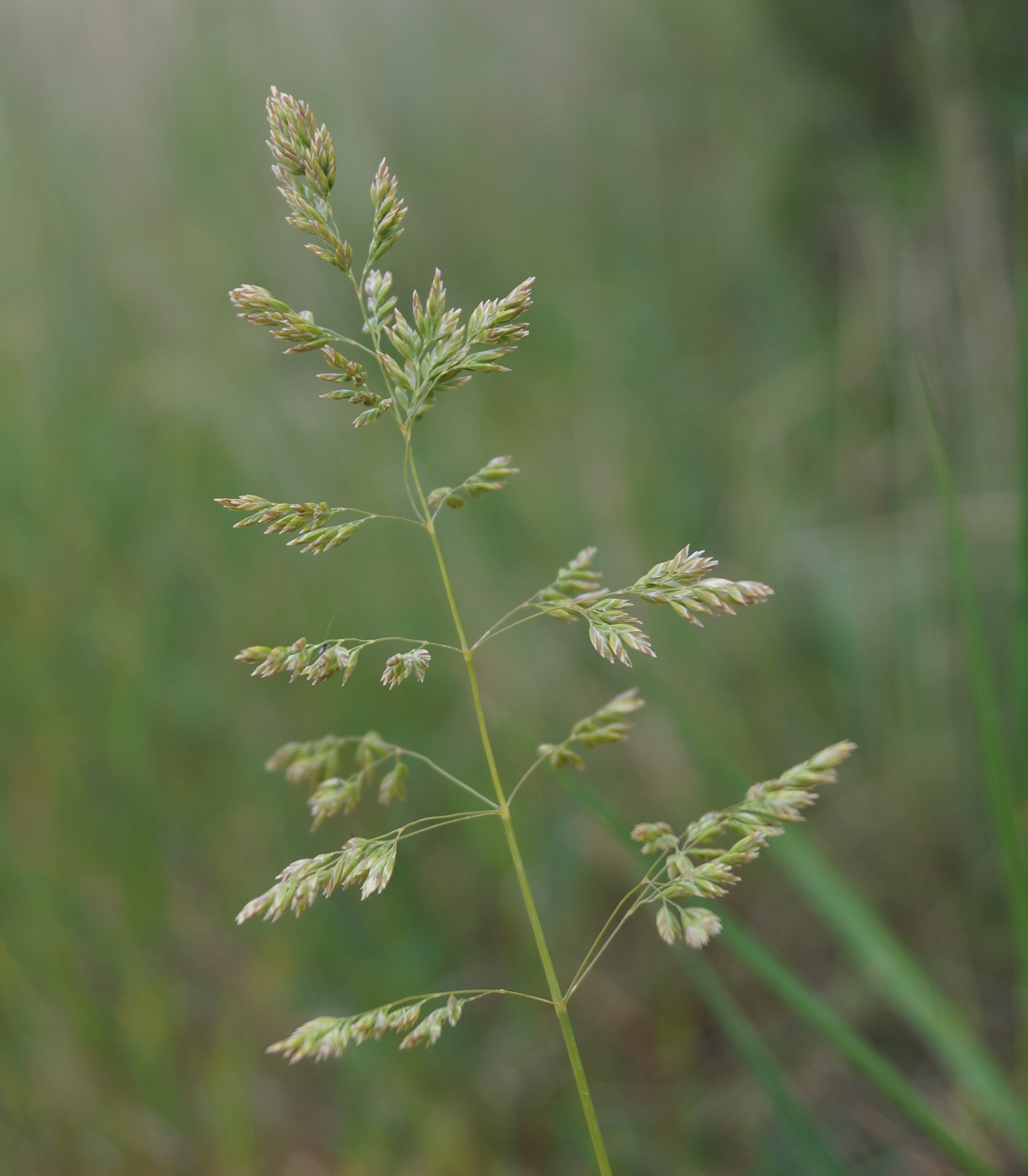 Изображение особи Poa trivialis.