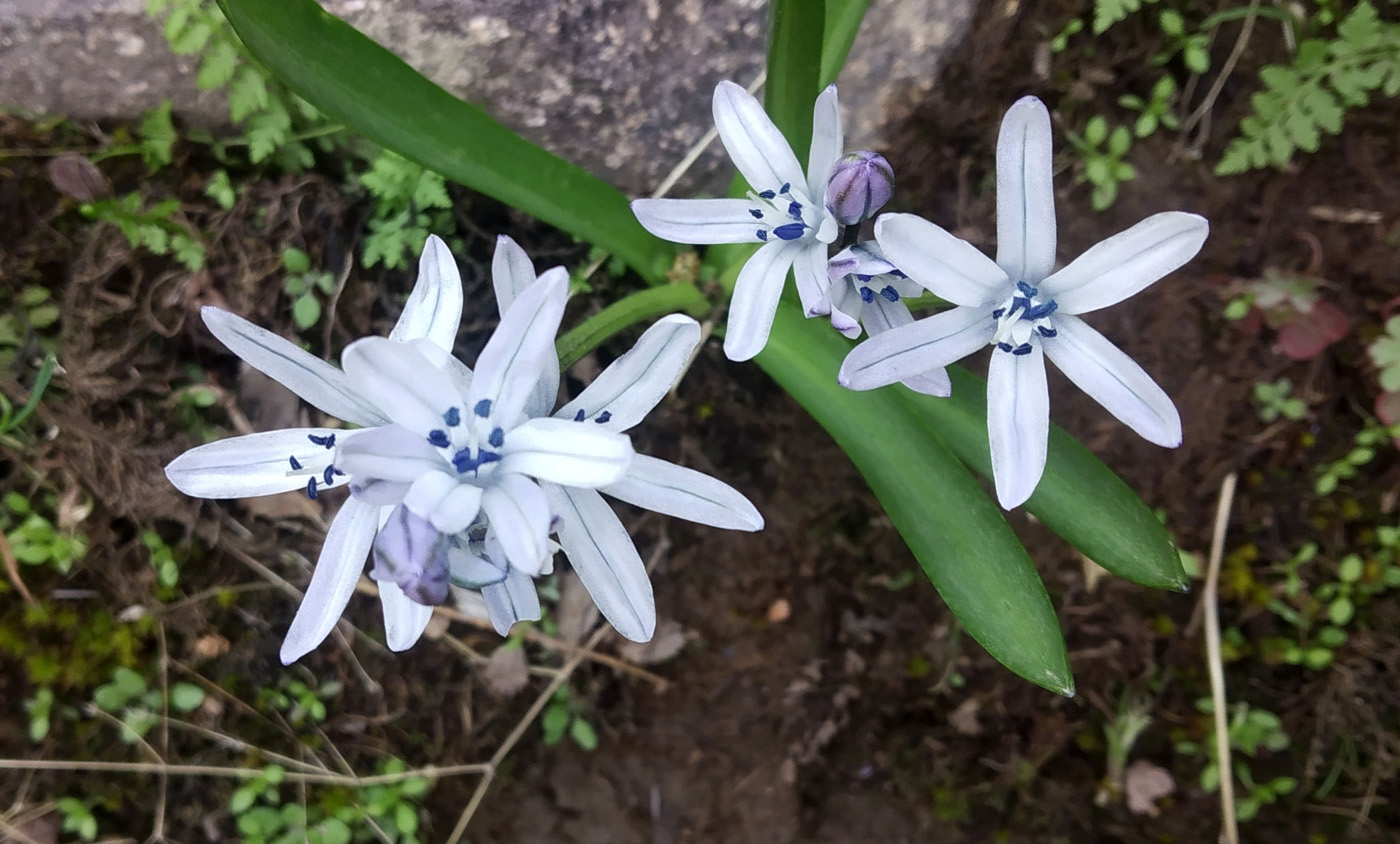 Image of Scilla puschkinioides specimen.