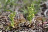 Asterolinon linum-stellatum. Плодоносящие растения (высота - до 3 см). Крым, Севастополь, бух. Солёная, нарушенная петрофитная степь. 23.04.2023.