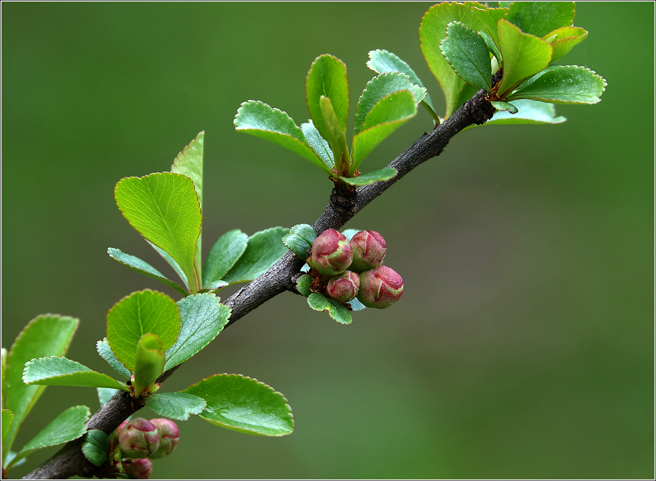 Изображение особи Chaenomeles japonica.