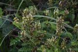 Astragalus cicer. Цветущее растение. Кабардино-Балкария, долина р. Баксан, конус выноса реки Курмычи, высота 1610 м н.у.м., луг. 24 июля 2022 г.