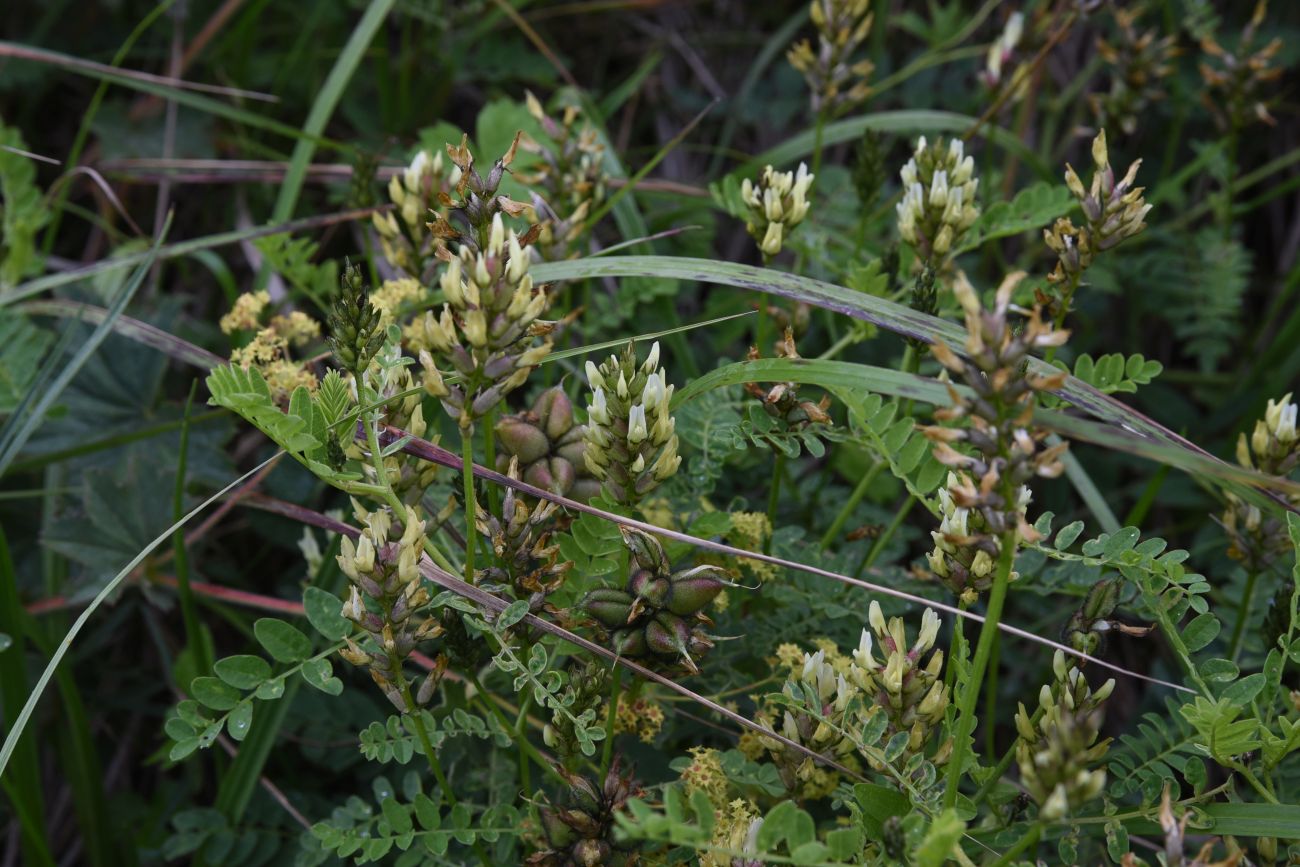 Image of Astragalus cicer specimen.