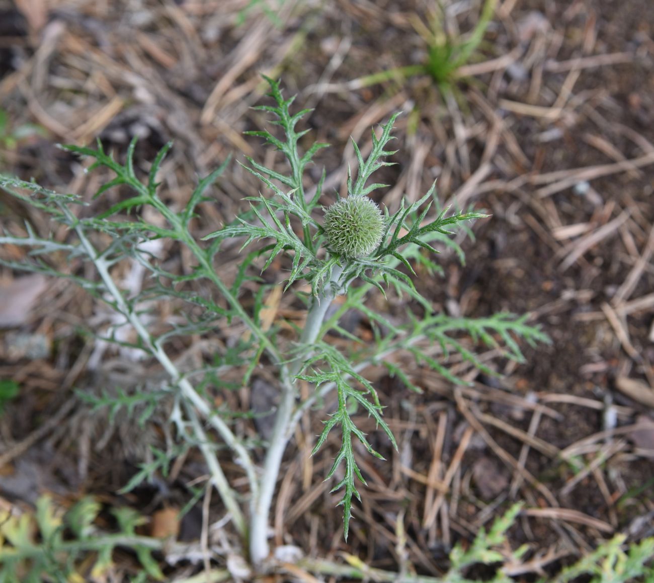 Изображение особи Echinops ruthenicus.