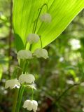 Convallaria keiskei