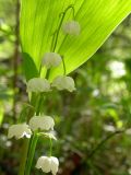 Convallaria keiskei