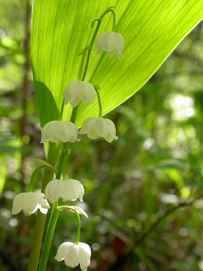 Image of Convallaria keiskei specimen.