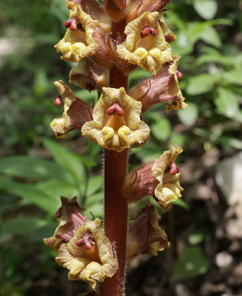 Изображение особи Orobanche laxissima.