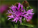 Centaurea phrygia