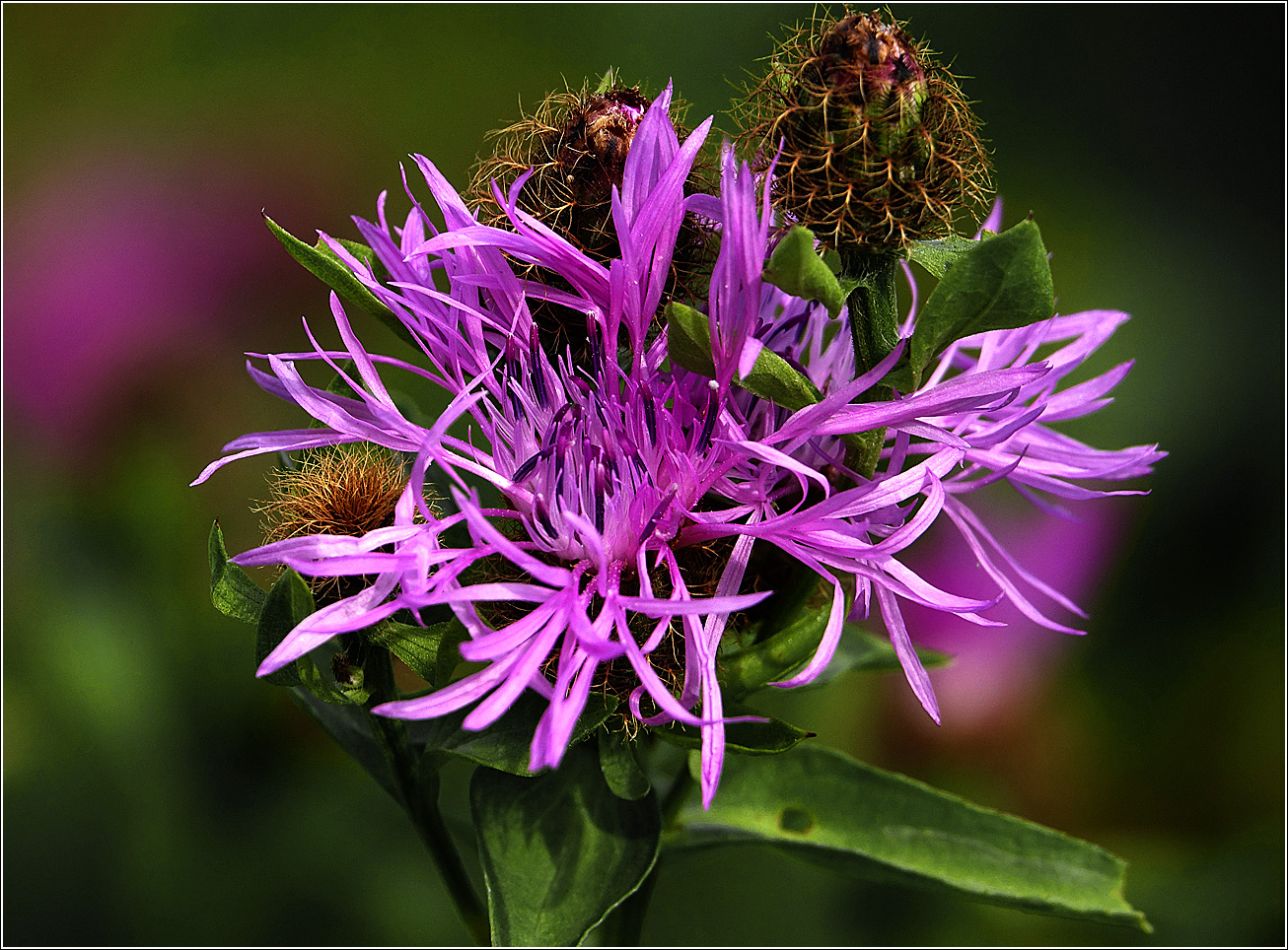 Изображение особи Centaurea phrygia.