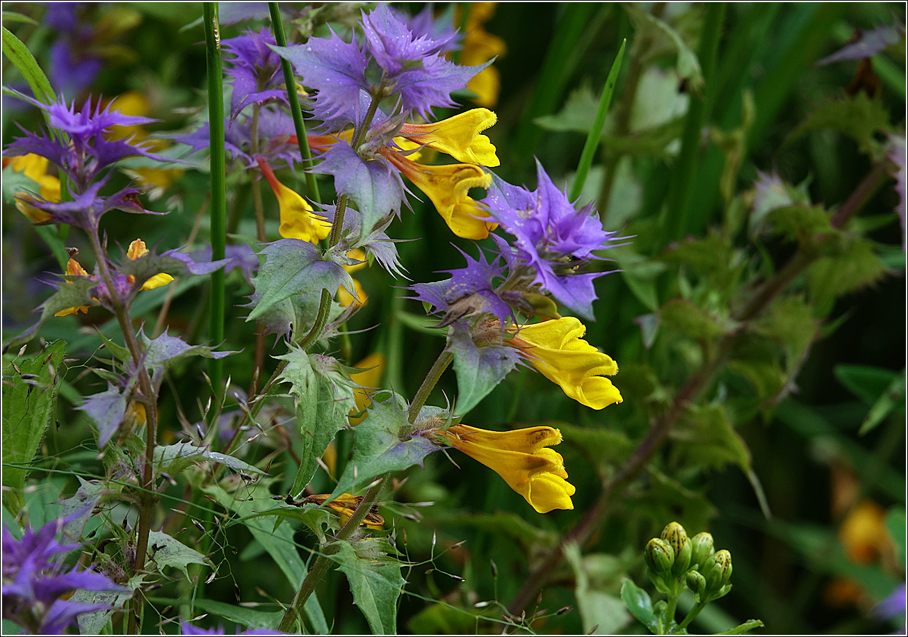 Image of Melampyrum nemorosum specimen.