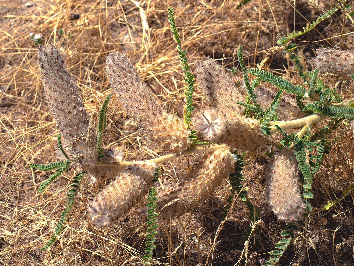 Изображение особи Astragalus alopecias.