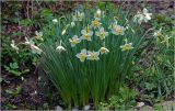 genus Narcissus