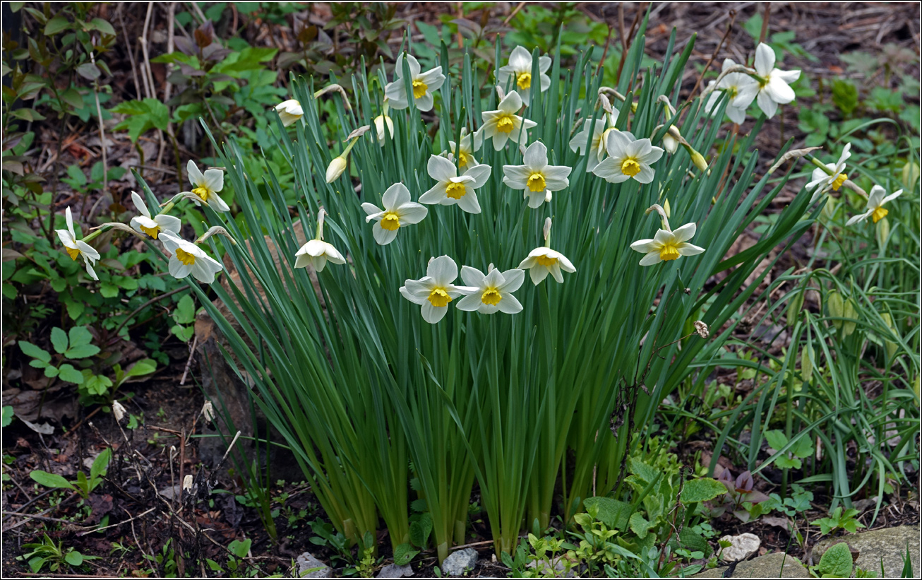 Image of genus Narcissus specimen.