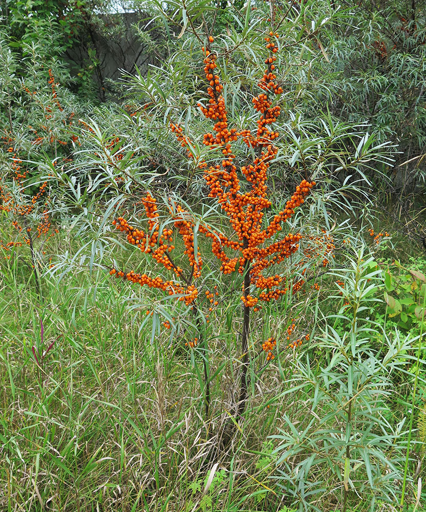 Image of Hippophae rhamnoides specimen.