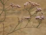 Limonium scoparium