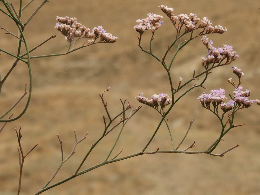 Изображение особи Limonium scoparium.